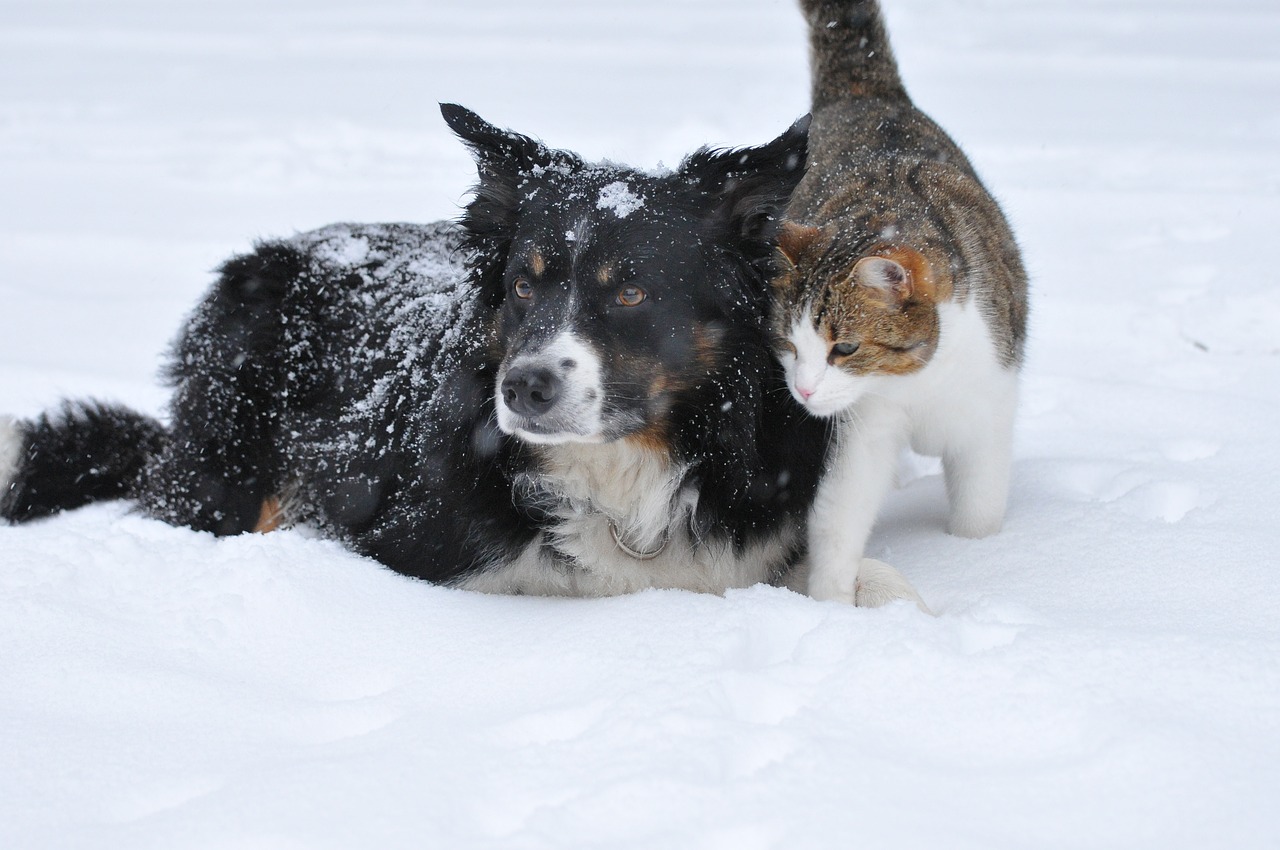 Kako možemo pomoći napuštenim životinjama da prežive zimu